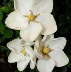 Gardenia 'Kleim's Hardy' / Gardenia jasminoides Kleim's Hardy